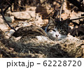 野良猫 62228720