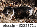 野良猫 62228721