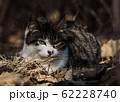野良猫 62228740