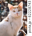 野良猫 62228743