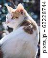 野良猫 62228744