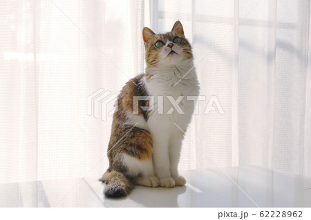 お座りして見上げるキジ白の猫 (キャンディ）の写真素材 [62228962