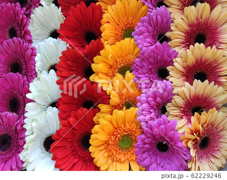 Gerbera flower buds of different colors close up in rows 62229246