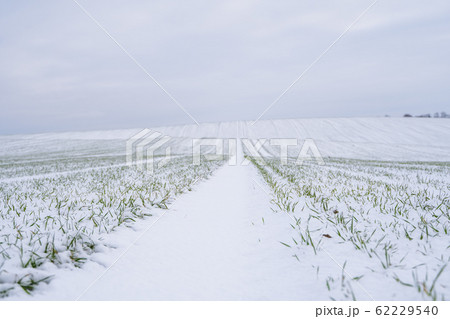 Wheat field covered with snow in winter season. Winter wheat. Green grass, lawn under the snow. Harvest in the cold. Growing grain crops for bread. Agriculture process with a crop cultures. 62229540
