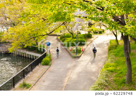 大阪府毛馬桜ノ宮公園の二手に分かれた散歩道 大阪府毛馬桜ノ宮公園の二手に分かれた散歩道 62229748