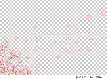 櫻花storm_1 櫻花storm_1 62230620