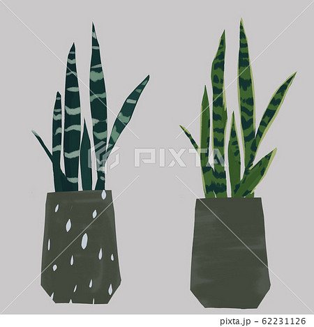 サンスベリア トラノオ 虎の尾 観葉植物のイラスト素材