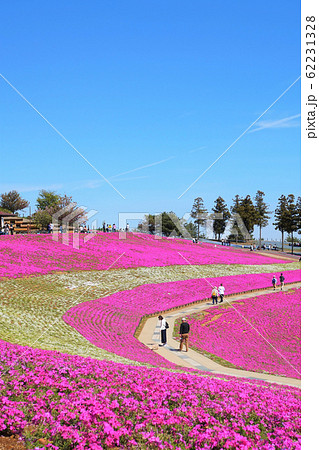 おおた芝桜まつり 群馬 太田 芝桜 シバザクラ 八王子山公園 太田市北部運動公園の写真素材