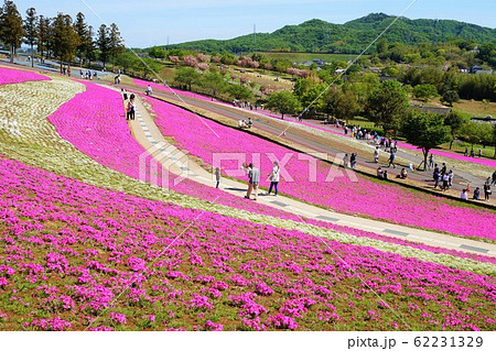 おおた芝桜まつり 群馬 太田 芝桜 シバザクラ 八王子山公園 太田市北部運動公園 おおた芝桜まつり 群馬 太田 芝桜 シバザクラ 八王子山公園 太田市北部運動公園 62231329