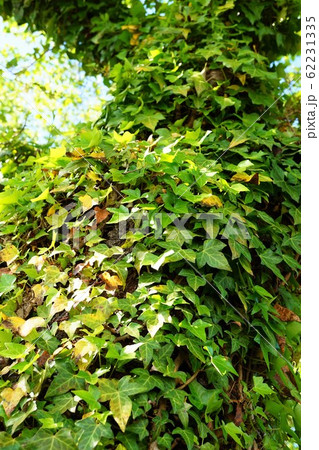 アイビー　ツタ　植物　キヅタ　葉 62231335