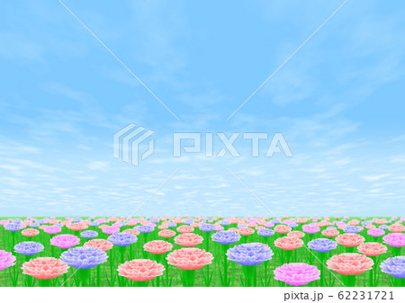 カーネーション畑 コピースペース カーネーション畑 コピースペース 62231721