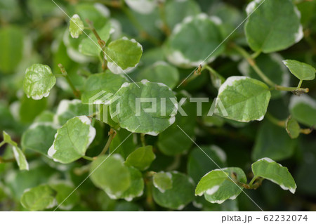 Creeping Fig White Sunny Creeping Fig White Sunny 62232074