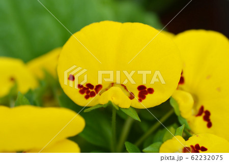 Slipper flower 62232075