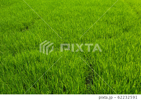 The green baby rice field in thailand for rice 62232591
