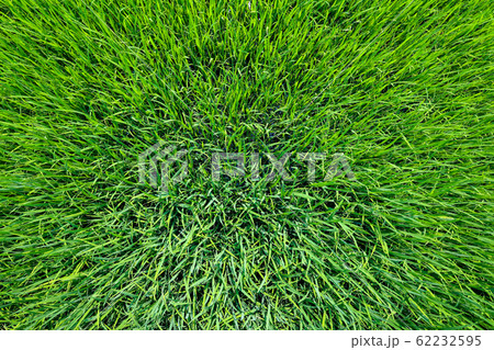 The green baby rice field in thailand for rice 62232595