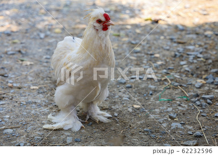 The white  Silky Chicken walking in garden at 62232596