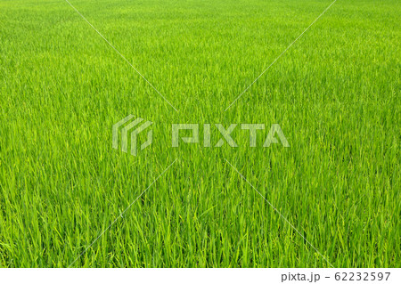 The green baby rice field in thailand for rice 62232597