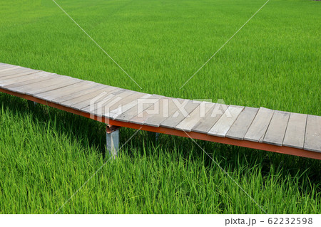 The wood walkway on green baby rice field in 62232598
