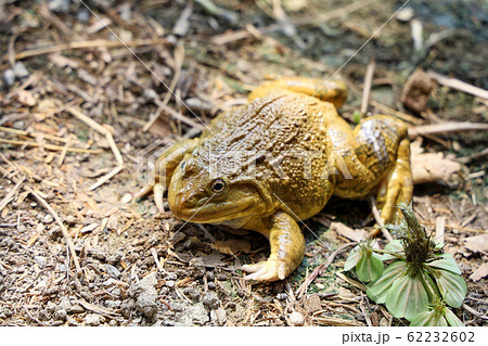 The green frog on the floor at thailand 62232602