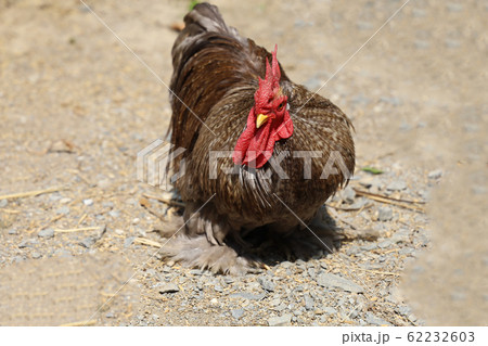 The japan male bantam in farm garden at thailand 62232603