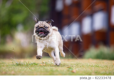 Pug dog with happiness and having fun,Healthy dog 62233478