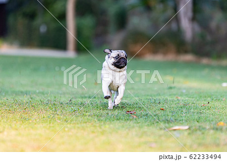 Pug dog with happiness and having fun,Healthy dog 62233494