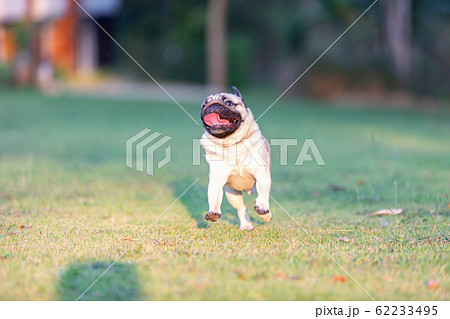 Pug dog with happiness and having fun,Healthy dog 62233495