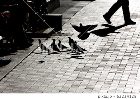 逆光に浮かぶ鳩のシルエット・神奈川県横浜市山下公園 62234128