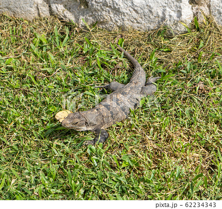 Iguana in ancient mayan site Tulum. Animal photo in nature. Wallpaper, travel, wildlife image. Mexico. Yucatan.  62234343