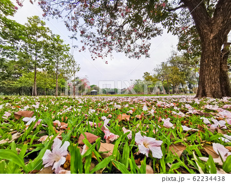 Falling pink Rosea flower in Bangkok park 62234438