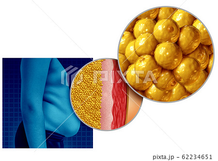Belly Fat Anatomy Belly Fat Anatomy 62234651