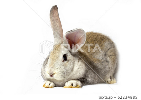 a small fluffy grey rabbit isolated on a white background. Easter Bunny for the spring holidays. a small fluffy grey rabbit isolated on a white background. Easter Bunny for the spring holidays. 62234885