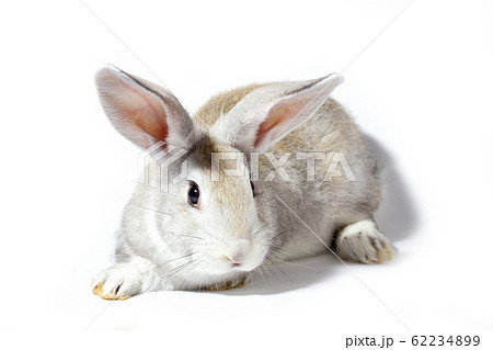 a small fluffy grey rabbit isolated on a white background. Easter Bunny for the spring holidays. 62234899