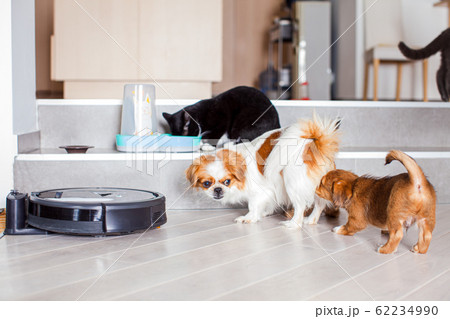 Dogs and cats playing together at home while robotic vacuum cleaner cleaning the room 62234990