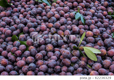 Texture background of fresh blue plums as  fruit 62236329