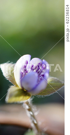 待受け画面 雪割草 白 紫 画面比率19:9 待受け画面 雪割草 白 紫 画面比率19:9 62236814