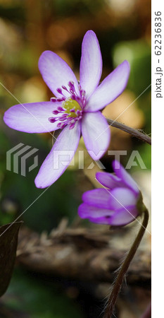 待受け画面 雪割草 紫 画面比率19:9 待受け画面 雪割草 紫 画面比率19:9 62236836
