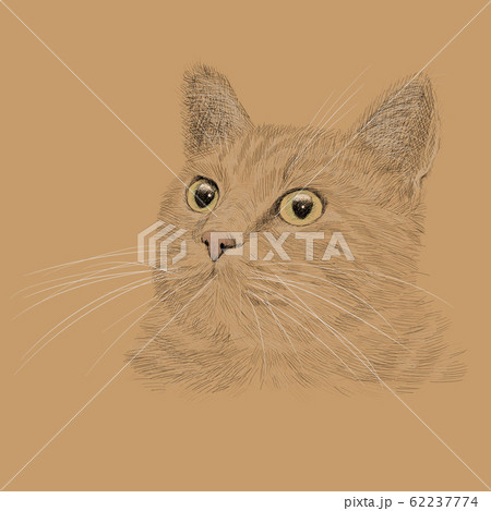 Pencil hand drawing. 62237774