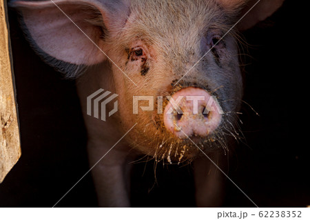 A large pig's head close-up on a pig farm 62238352