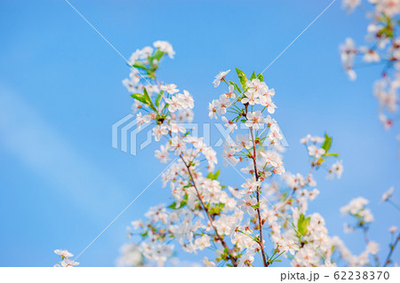 Selective focus beautiful cherry blossom garden Selective focus beautiful cherry blossom garden 62238370