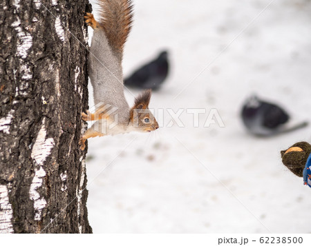 A little child in winter feeds a squirrel with a nut 62238500