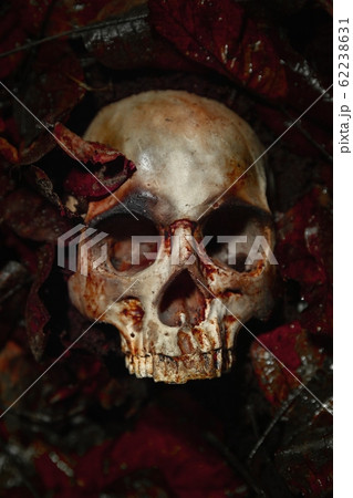 Human skull on the wet soild with smoke flowing Human skull on the wet soild with smoke flowing 62238631