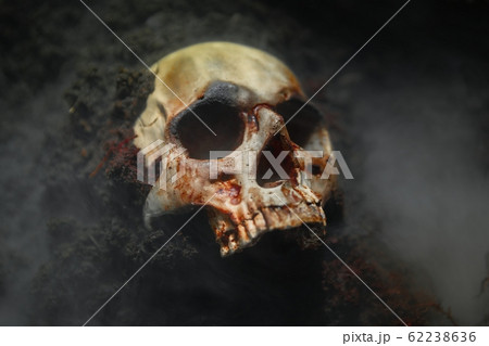 Skull of a dead man in on the ground 62238636