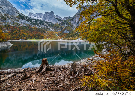 Tree stumps near Hinterer Gosausee lake, Upper Austria. Autumn Alps mountain lake with clear transparent water and reflections. Dachstein summit and glacier in far. 62238710