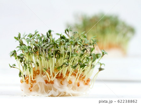 Garden cress growing from cotton pad on the white 62238862