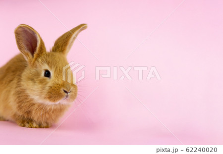 a small fluffy rabbit on a pink background. 62240020