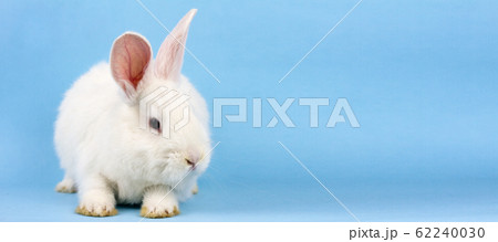 a small white fluffy rabbit on a blue background . 62240030