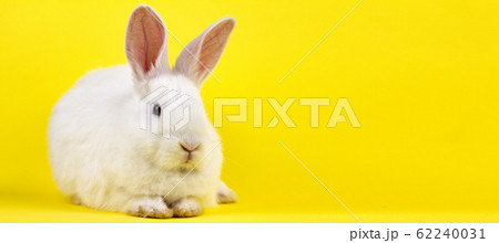 a small white rabbit on a pastel yellow 62240031