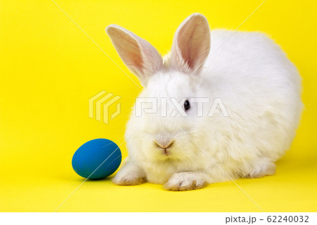 a small white rabbit on a pastel yellow a small white rabbit on a pastel yellow 62240032
