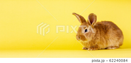 little easter lively rabbit on a yellow little easter lively rabbit on a yellow 62240084
